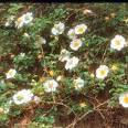 Georgia State Flower Cherokee Rose Rosa laevigata