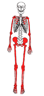 Appendicular Skeleton
