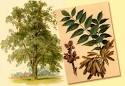 New column: Waiting on ash trees