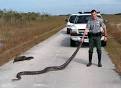 Im Going to Need a Bigger Hoe for the Python Invasion   Journal
