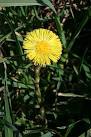 coltsfoot was formerly used as a remedy for coughs and asthma. - via Daymix
