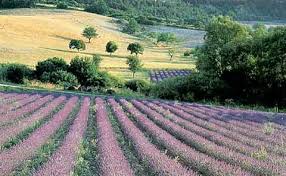 images?q=tbn:ANd9GcS52itNQRWjE-S7OivnFeWF8UHZoM_1ziTRAnjyGg1rTBYXloGfMA