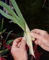 Horticultural Hints – October » Betty on Gardening