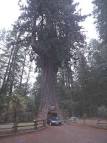 Chandelier Tree,