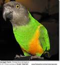 Senegal Parrots aka Yellow-vented Parrots: Information and Photos