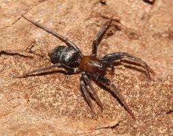 images?q=tbn:ANd9GcS5AS7NdkjYwbRsm3R4jRe3wAU4QSea55-7vYEnsCMaWHNOqGdu