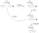 Glycopeptide - Wikipedia, the free encyclopedia