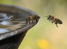Bug Squad   Agriculture and Natural Resources Blogs