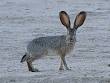 Black-tailed jackrabbit - Wikipedia, the free encyclopedia