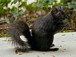 Black squirrel - Wikipedia, the free encyclopedia