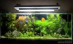 What is an Overstocked Aquarium? (with picture)
