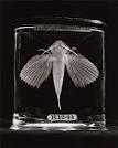 Animals in formalin preservation | Humor Articles