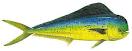 mahi-mahi