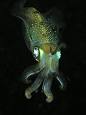 Cephalopod - Wikipedia, the free encyclopedia