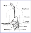 Barrett's Esophagus - National Digestive Diseases Information ...