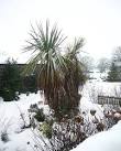 Tough times for palm trees. The frozen north is not exactly the place you - via Daymix