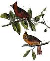 Birds of America