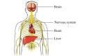 Alcohol Abuse and Alcoholism | Lifescript.