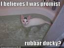 funny-pictures-white-cat-bath-ducky | Flickr - Photo Sharing!