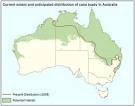 The Feral Cane Toad (Bufo marinus) - Fact Sheet