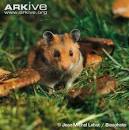 ARKive - Golden hamster videos, photos and facts - Mesocricetus ...