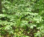 File:<b>Podophyllum peltatum</b>