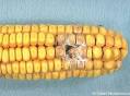 aflatoxin