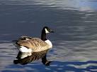 Canada Goose, Castle Loch - via Daymix