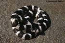 Lampropeltis getula californiae - California Kingsnake