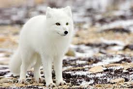 external image images?q=tbn:ANd9GcS6oQ1eSGHDEaX40cOuN0b4v_Dpx7KZVbQwI6b5N4uPhnP1s3U&t=1&usg=__gQtOiLOfZf8jxcwdn9uWSU-buqA=