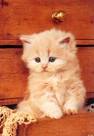  petit chat 