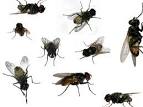 HOW TO: Avoid Flies In Your House