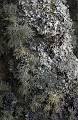 Lichen - Wikipedia, the free encyclopedia