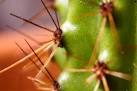 Baby Saguaro: As if to say, - via Daymix