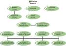 Executive Branch Organizational Chart