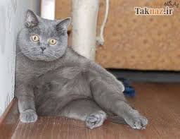 Bildergebnis für ‫سگ واقی وکربه واقی‬‎