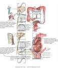 Defecation - Netter Medical Images