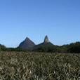 Beerwah