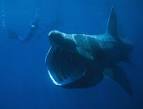 Rare megamouth shark caught: Odd-looking shark seen or captured.