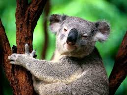 Cercasi un koala di nome: Mr.Discreto Images?q=tbn:ANd9GcS7vO4r8x72BSn-lA5tWPUIW42jEv1QkWDeE1C16VzG-gOhkr6_