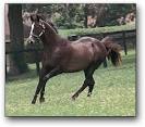http://thevaulthorseracing.files.wordpress.com/2012/02/horse_devils_bag-_3big.jpg