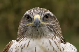 hawk bird