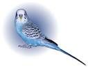 Me &amp; My Budgie