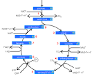Aerobic Respiration