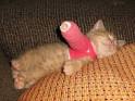 Kitten Cast | Cute n Tiny