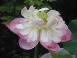 File:Une Belle Fleur.JPG - Wikipedia, the free encyclopedia