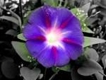 Morning Glory