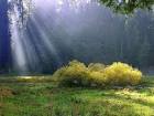 Rays on the meadow public - via Daymix