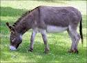 Donkey