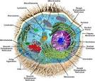 Structures of Eukaryotic Cells and Their Functions